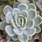 Echeveria elegans 叶