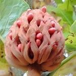 Magnolia macrophylla Fruit