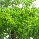 Acer campbellii Natur