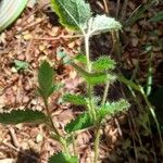 Croton hirtus Leaf