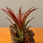 Tillandsia ionantha叶