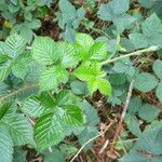 Rubus luticola Outro