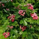 Crataegus laevigata Habitus