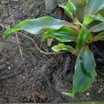 Chlorophytum stenopetalum Leaf