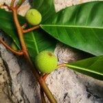 Ficus maxima Fruit