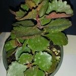 Kalanchoe sexangularis Leaf