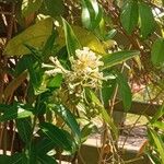 Cestrum diurnum Flower