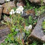 Achillea atrata Hábitos