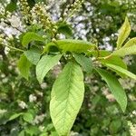 Prunus padus पत्ता