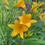 Hemerocallis minorBloem