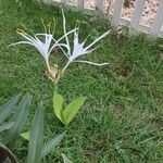 Hymenocallis fragrans Цветок