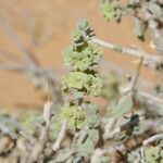 Maropsis deserti Leaf