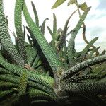 Gasteria carinata Habit