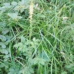 Agrimonia eupatoria Hábito