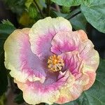 Hibiscus mutabilis Floare