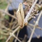 Callicarpa bodinieri Листок