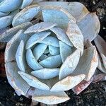 Echeveria laui Blatt