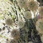 Lomelosia stellata Mbuma