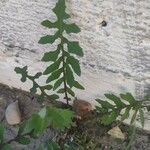 Sonchus tenerrimus Leaf