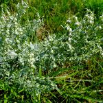 Artemisia pontica Цвят