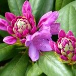 Rhododendron ponticum ফুল