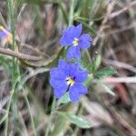 Dampiera stricta Fleur