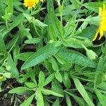 Arnica chamissonis पत्ता