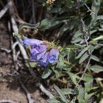 Penstemon speciosus Alkat (teljes növény)