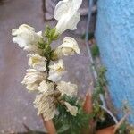 Antirrhinum majus Λουλούδι