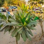 Plumeria obtusa Leaf