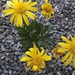 Euryops chrysanthemoidesKvět