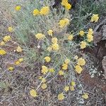 Helichrysum saxatileFlower