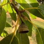 Quercus myrsinifolia Blatt