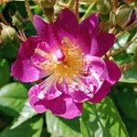 Rosa setigera Λουλούδι