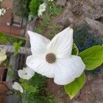 Cornus nuttallii Flor