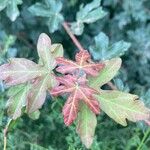 Acer campestre Foglia