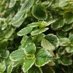Coleus madagascariensis Leaf