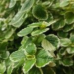 Plectranthus madagascariensis Folha