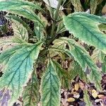 Eutrochium maculatum Leaf