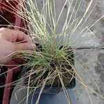 Festuca glaucaLeaf