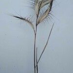 Bromus lanceolatus その他の提案