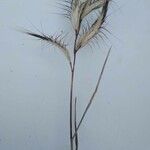 Bromus lanceolatus 其他