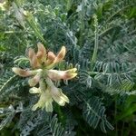 Astragalus miguelensis