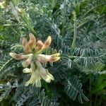 Astragalus miguelensis Floare