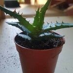 Aloe broomii ഇല