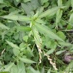 Persicaria minor Blatt