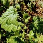 Urtica pilulifera Blatt