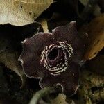 Asarum tamaense പുഷ്പം