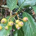 Sorbus mougeotii Gyümölcs