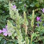 Trisetum paniceum 葉